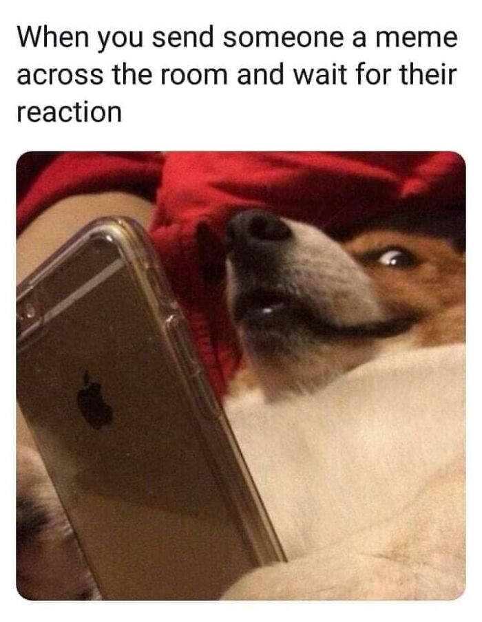 80 Funny Dog Memes For Anyone Who Has A Dog Or Just Wants A Good Laugh 80 Funny Dog Memes For Anyone Who Has A Dog Or Just Wants A Good Laugh