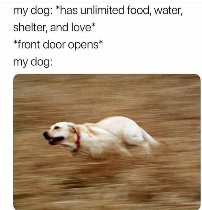 80 Funny Dog Memes For Anyone Who Has A Dog Or Just Wants A Good Laugh 80 Funny Dog Memes For Anyone Who Has A Dog Or Just Wants A Good Laugh