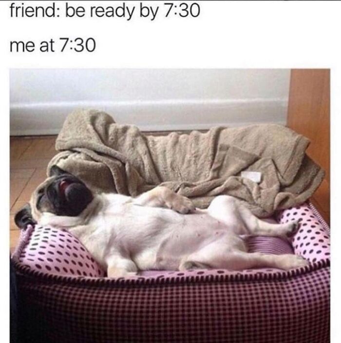 80 Funny Dog Memes For Anyone Who Has A Dog Or Just Wants A Good Laugh 80 Funny Dog Memes For Anyone Who Has A Dog Or Just Wants A Good Laugh