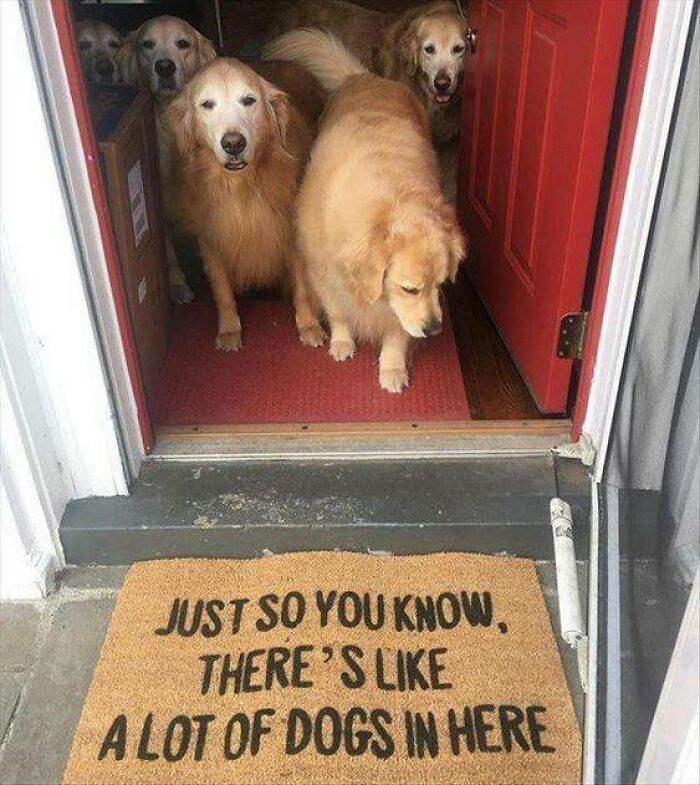 80 Funny Dog Memes For Anyone Who Has A Dog Or Just Wants A Good Laugh 80 Funny Dog Memes For Anyone Who Has A Dog Or Just Wants A Good Laugh