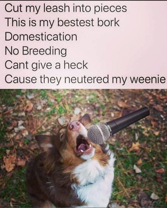 80 Funny Dog Memes For Anyone Who Has A Dog Or Just Wants A Good Laugh 80 Funny Dog Memes For Anyone Who Has A Dog Or Just Wants A Good Laugh