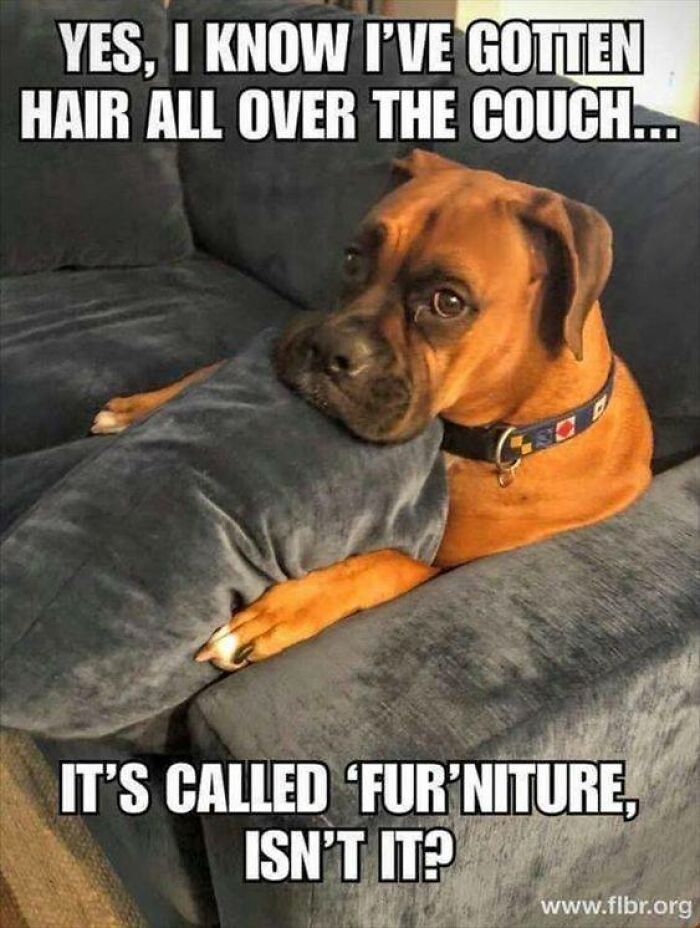 80 Funny Dog Memes For Anyone Who Has A Dog Or Just Wants A Good Laugh 80 Funny Dog Memes For Anyone Who Has A Dog Or Just Wants A Good Laugh