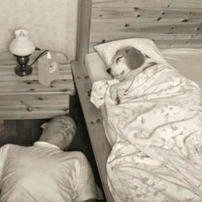 80 Funny Dog Memes For Anyone Who Has A Dog Or Just Wants A Good Laugh 80 Funny Dog Memes For Anyone Who Has A Dog Or Just Wants A Good Laugh