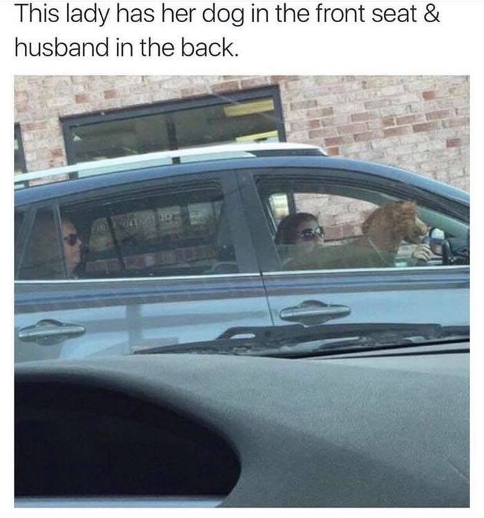 80 Funny Dog Memes For Anyone Who Has A Dog Or Just Wants A Good Laugh 80 Funny Dog Memes For Anyone Who Has A Dog Or Just Wants A Good Laugh