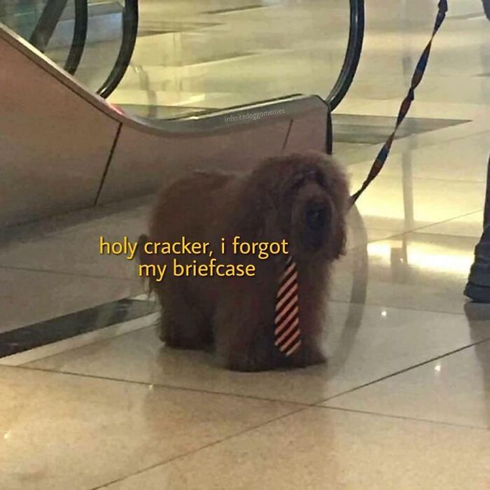 80 Funny Dog Memes For Anyone Who Has A Dog Or Just Wants A Good Laugh 80 Funny Dog Memes For Anyone Who Has A Dog Or Just Wants A Good Laugh