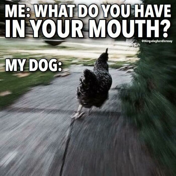 80 Funny Dog Memes For Anyone Who Has A Dog Or Just Wants A Good Laugh 80 Funny Dog Memes For Anyone Who Has A Dog Or Just Wants A Good Laugh