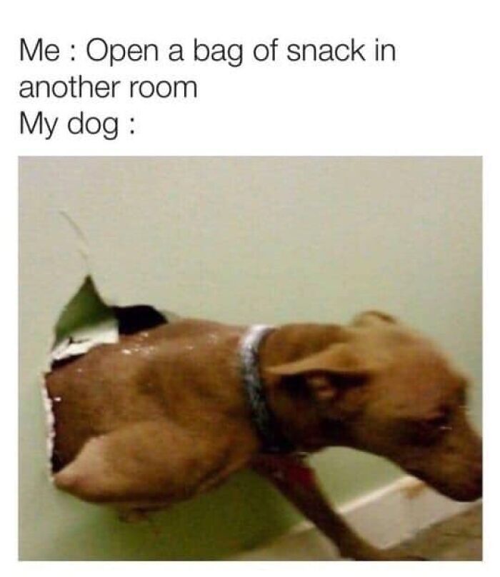 80 Funny Dog Memes For Anyone Who Has A Dog Or Just Wants A Good Laugh 80 Funny Dog Memes For Anyone Who Has A Dog Or Just Wants A Good Laugh
