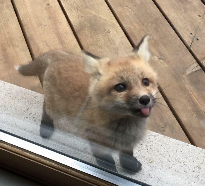 The Only Appropriate Reaction To These 115 Cute Baby Animal Pics Is “Aww” The Only Appropriate Reaction To These 115 Cute Baby Animal Pics Is “Aww”