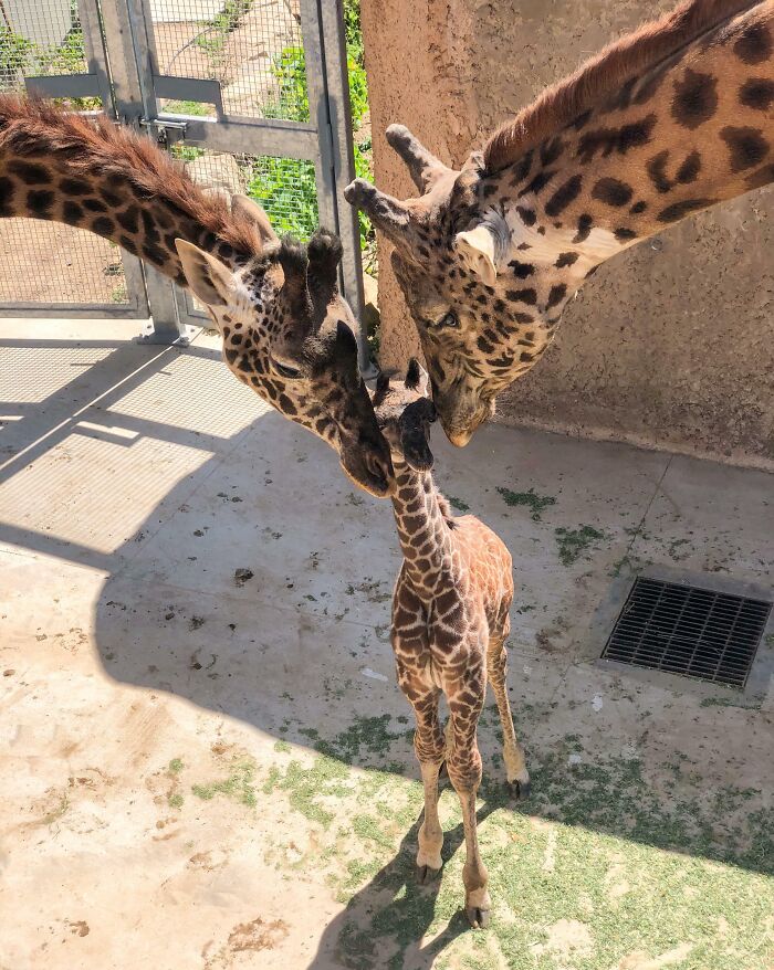 The Only Appropriate Reaction To These 115 Cute Baby Animal Pics Is “Aww” The Only Appropriate Reaction To These 115 Cute Baby Animal Pics Is “Aww”