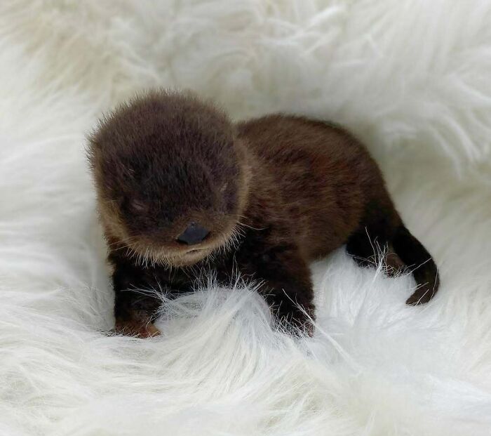 The Only Appropriate Reaction To These 115 Cute Baby Animal Pics Is “Aww” The Only Appropriate Reaction To These 115 Cute Baby Animal Pics Is “Aww”