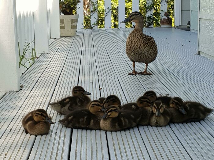 The Only Appropriate Reaction To These 115 Cute Baby Animal Pics Is “Aww” The Only Appropriate Reaction To These 115 Cute Baby Animal Pics Is “Aww”