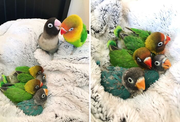 The Only Appropriate Reaction To These 115 Cute Baby Animal Pics Is “Aww” The Only Appropriate Reaction To These 115 Cute Baby Animal Pics Is “Aww”