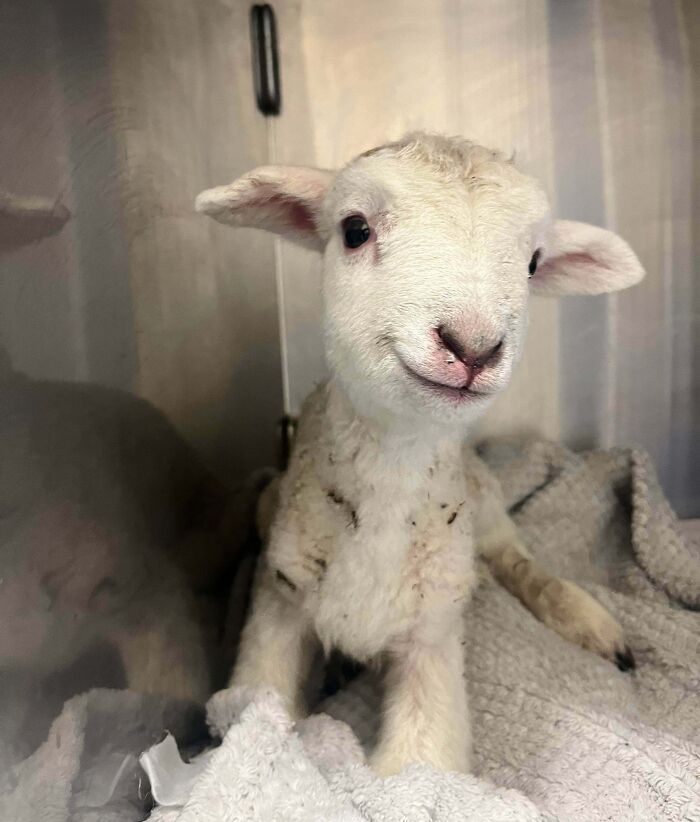 The Only Appropriate Reaction To These 115 Cute Baby Animal Pics Is “Aww” The Only Appropriate Reaction To These 115 Cute Baby Animal Pics Is “Aww”