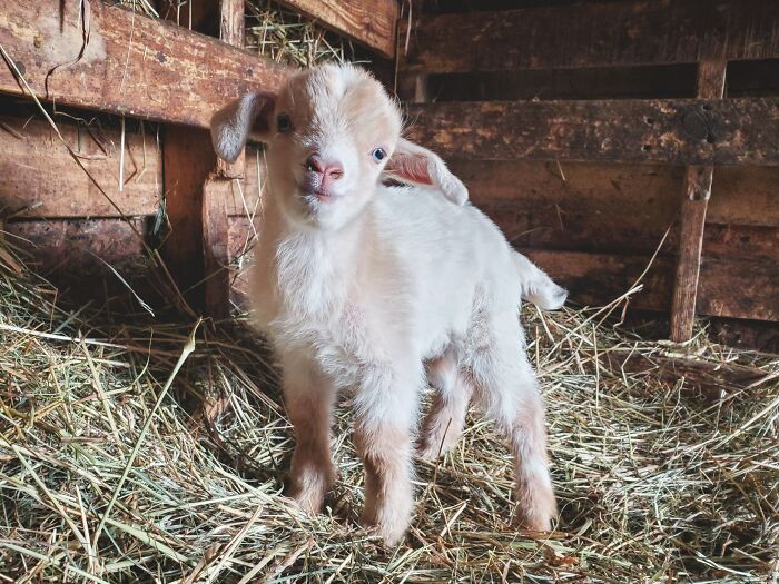 The Only Appropriate Reaction To These 115 Cute Baby Animal Pics Is “Aww” The Only Appropriate Reaction To These 115 Cute Baby Animal Pics Is “Aww”