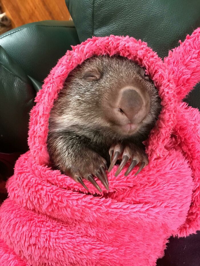 The Only Appropriate Reaction To These 115 Cute Baby Animal Pics Is “Aww” The Only Appropriate Reaction To These 115 Cute Baby Animal Pics Is “Aww”