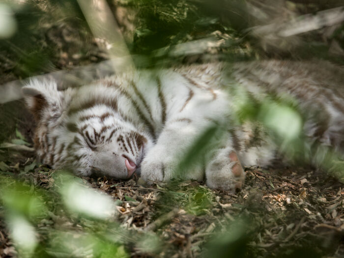 The Only Appropriate Reaction To These 115 Cute Baby Animal Pics Is “Aww” The Only Appropriate Reaction To These 115 Cute Baby Animal Pics Is “Aww”