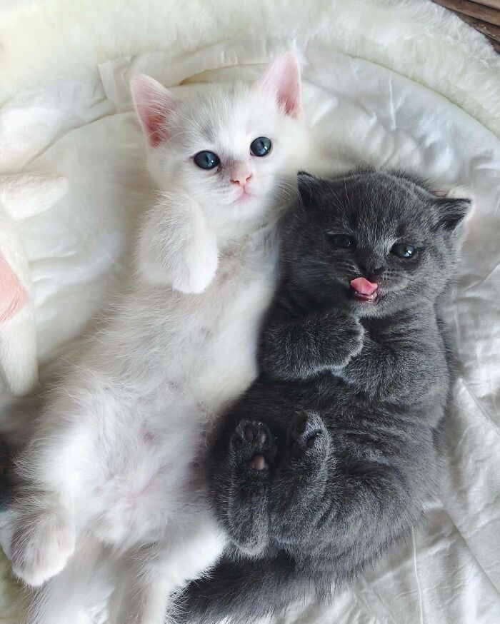 The Only Appropriate Reaction To These 115 Cute Baby Animal Pics Is “Aww” The Only Appropriate Reaction To These 115 Cute Baby Animal Pics Is “Aww”