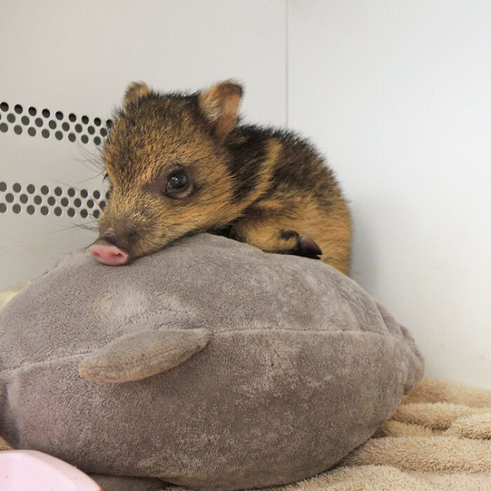 The Only Appropriate Reaction To These 115 Cute Baby Animal Pics Is “Aww” The Only Appropriate Reaction To These 115 Cute Baby Animal Pics Is “Aww”