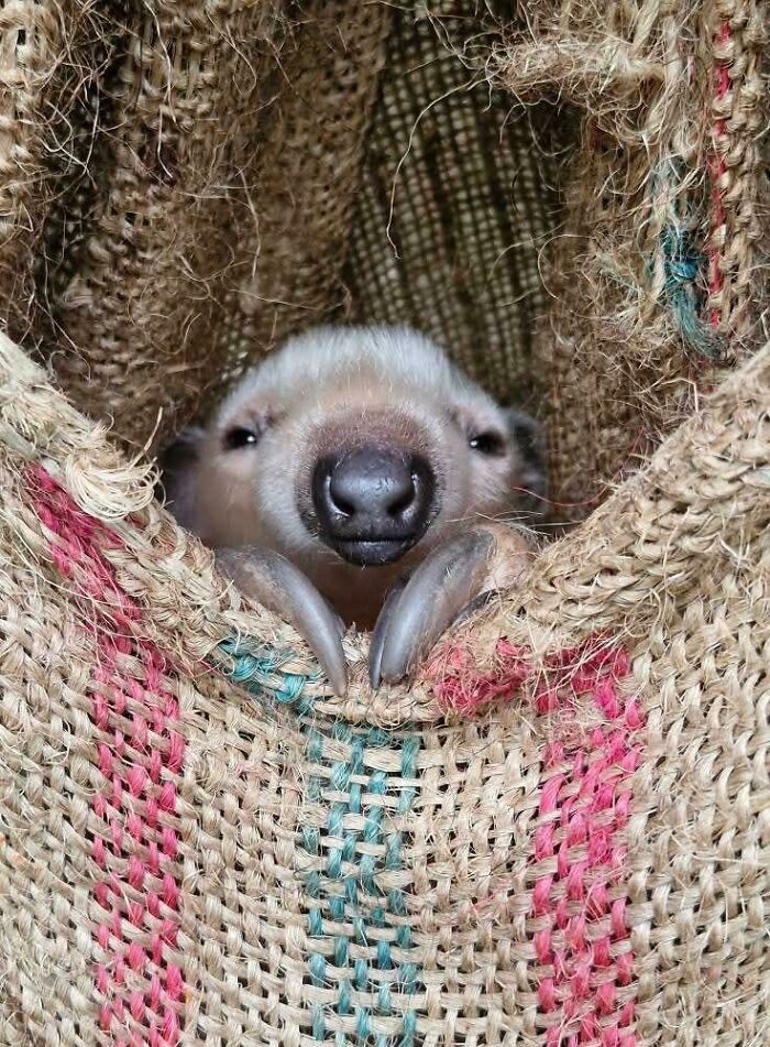 The Only Appropriate Reaction To These 115 Cute Baby Animal Pics Is “Aww” The Only Appropriate Reaction To These 115 Cute Baby Animal Pics Is “Aww”