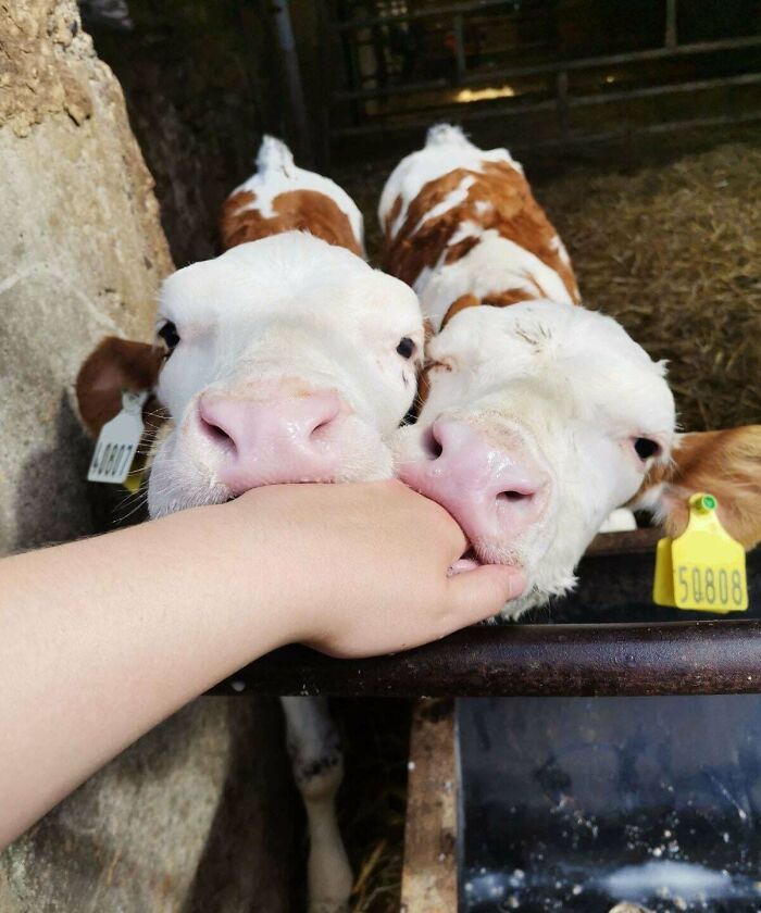 The Only Appropriate Reaction To These 115 Cute Baby Animal Pics Is “Aww” The Only Appropriate Reaction To These 115 Cute Baby Animal Pics Is “Aww”