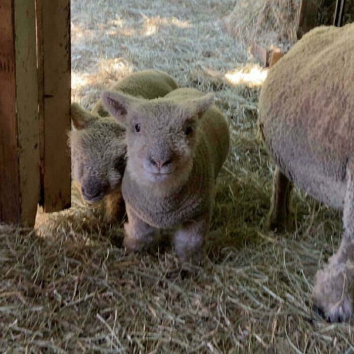 The Only Appropriate Reaction To These 115 Cute Baby Animal Pics Is “Aww” The Only Appropriate Reaction To These 115 Cute Baby Animal Pics Is “Aww”