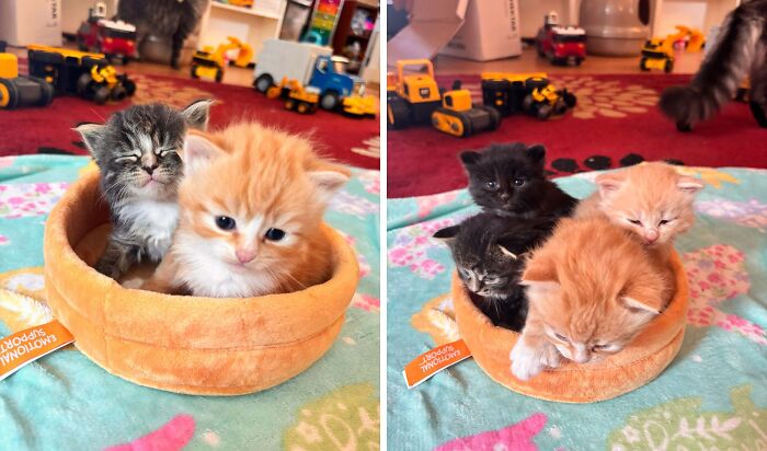 The Only Appropriate Reaction To These 115 Cute Baby Animal Pics Is “Aww” The Only Appropriate Reaction To These 115 Cute Baby Animal Pics Is “Aww”