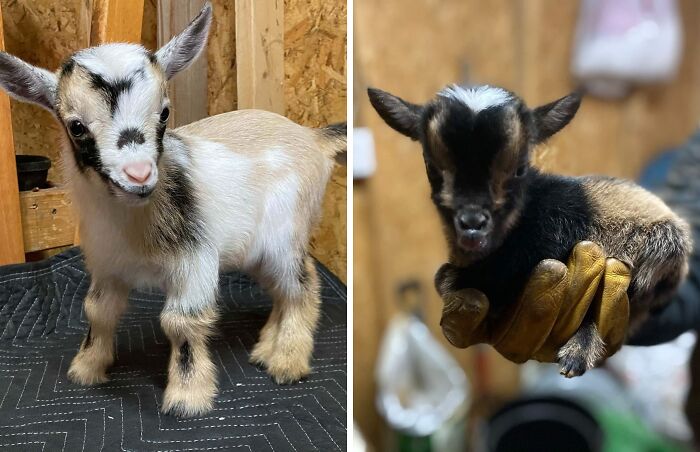 The Only Appropriate Reaction To These 115 Cute Baby Animal Pics Is “Aww” The Only Appropriate Reaction To These 115 Cute Baby Animal Pics Is “Aww”