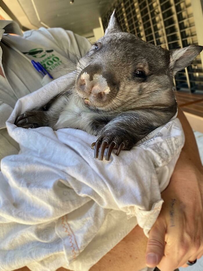 The Only Appropriate Reaction To These 115 Cute Baby Animal Pics Is “Aww” The Only Appropriate Reaction To These 115 Cute Baby Animal Pics Is “Aww”