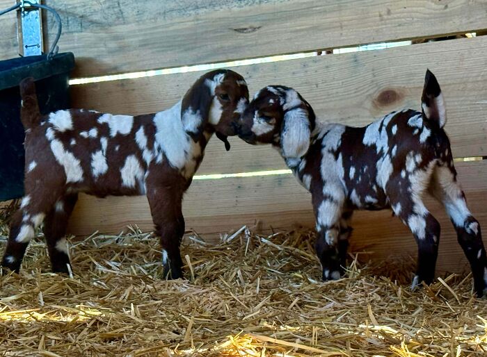 The Only Appropriate Reaction To These 115 Cute Baby Animal Pics Is “Aww” The Only Appropriate Reaction To These 115 Cute Baby Animal Pics Is “Aww”