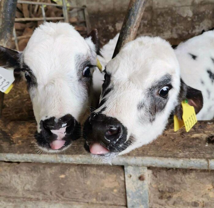 The Only Appropriate Reaction To These 115 Cute Baby Animal Pics Is “Aww” The Only Appropriate Reaction To These 115 Cute Baby Animal Pics Is “Aww”