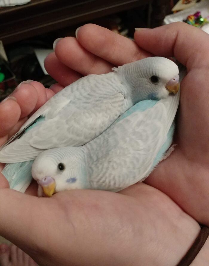 The Only Appropriate Reaction To These 115 Cute Baby Animal Pics Is “Aww” The Only Appropriate Reaction To These 115 Cute Baby Animal Pics Is “Aww”