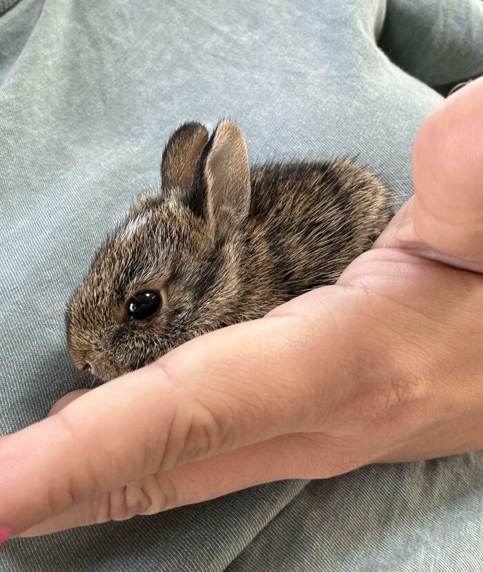 The Only Appropriate Reaction To These 115 Cute Baby Animal Pics Is “Aww” The Only Appropriate Reaction To These 115 Cute Baby Animal Pics Is “Aww”