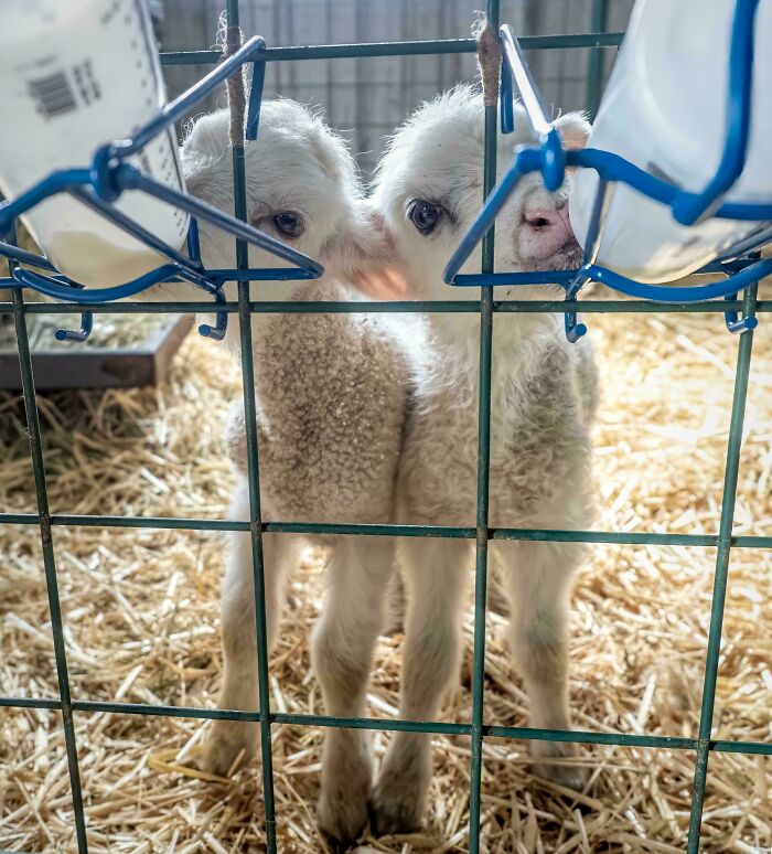 The Only Appropriate Reaction To These 115 Cute Baby Animal Pics Is “Aww” The Only Appropriate Reaction To These 115 Cute Baby Animal Pics Is “Aww”