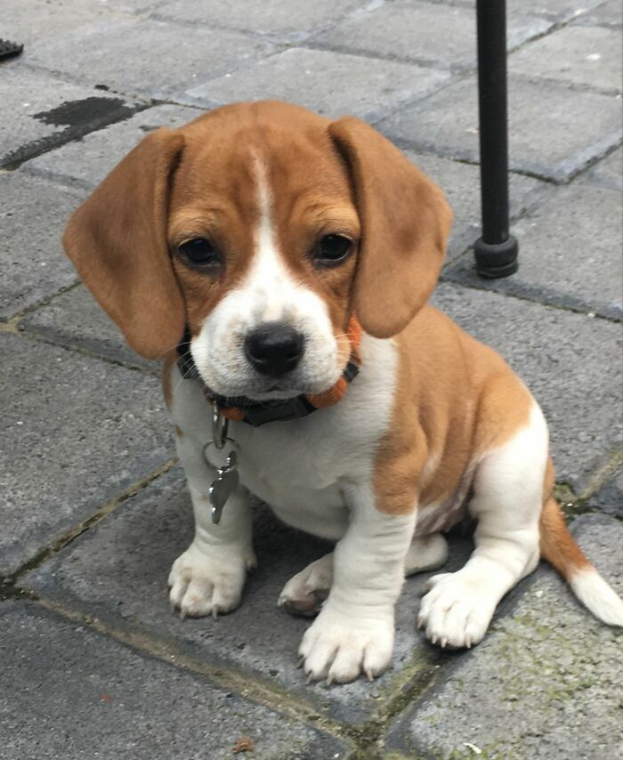 The Only Appropriate Reaction To These 115 Cute Baby Animal Pics Is “Aww” The Only Appropriate Reaction To These 115 Cute Baby Animal Pics Is “Aww”