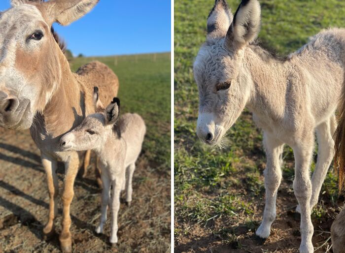 The Only Appropriate Reaction To These 115 Cute Baby Animal Pics Is “Aww” The Only Appropriate Reaction To These 115 Cute Baby Animal Pics Is “Aww”