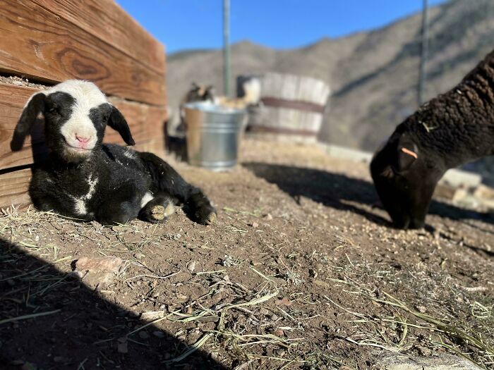 The Only Appropriate Reaction To These 115 Cute Baby Animal Pics Is “Aww” The Only Appropriate Reaction To These 115 Cute Baby Animal Pics Is “Aww”