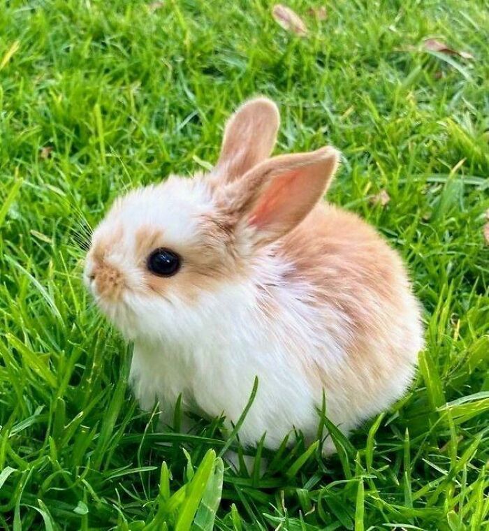 The Only Appropriate Reaction To These 115 Cute Baby Animal Pics Is “Aww” The Only Appropriate Reaction To These 115 Cute Baby Animal Pics Is “Aww”
