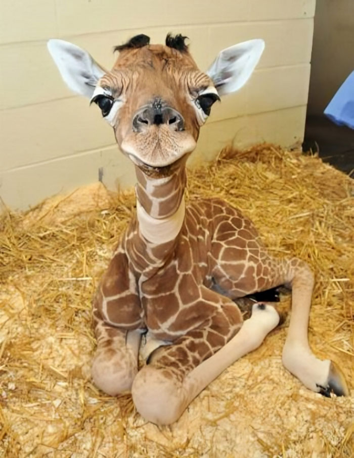 The Only Appropriate Reaction To These 115 Cute Baby Animal Pics Is “Aww” The Only Appropriate Reaction To These 115 Cute Baby Animal Pics Is “Aww”