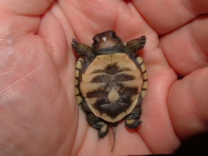The Only Appropriate Reaction To These 115 Cute Baby Animal Pics Is “Aww” The Only Appropriate Reaction To These 115 Cute Baby Animal Pics Is “Aww”
