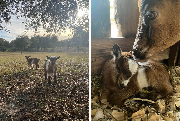 The Only Appropriate Reaction To These 115 Cute Baby Animal Pics Is “Aww” The Only Appropriate Reaction To These 115 Cute Baby Animal Pics Is “Aww”