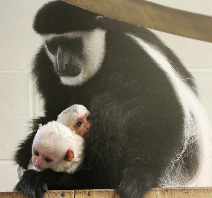 The Only Appropriate Reaction To These 115 Cute Baby Animal Pics Is “Aww” The Only Appropriate Reaction To These 115 Cute Baby Animal Pics Is “Aww”