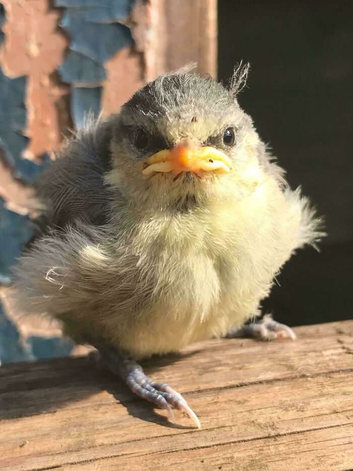 The Only Appropriate Reaction To These 115 Cute Baby Animal Pics Is “Aww” The Only Appropriate Reaction To These 115 Cute Baby Animal Pics Is “Aww”