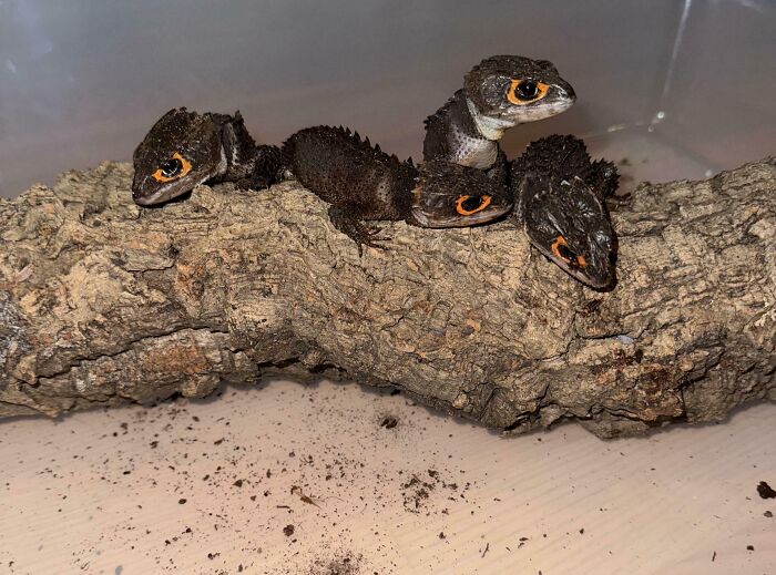 The Only Appropriate Reaction To These 115 Cute Baby Animal Pics Is “Aww” The Only Appropriate Reaction To These 115 Cute Baby Animal Pics Is “Aww”