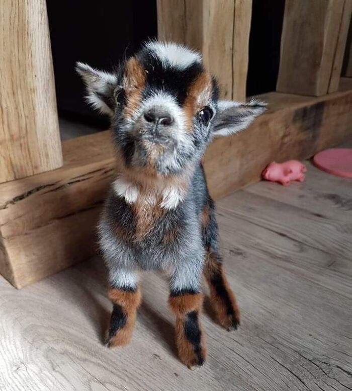 The Only Appropriate Reaction To These 115 Cute Baby Animal Pics Is “Aww” The Only Appropriate Reaction To These 115 Cute Baby Animal Pics Is “Aww”