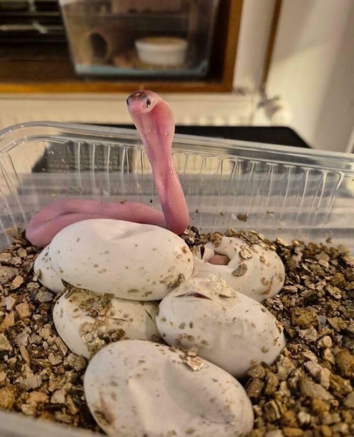 The Only Appropriate Reaction To These 115 Cute Baby Animal Pics Is “Aww” The Only Appropriate Reaction To These 115 Cute Baby Animal Pics Is “Aww”