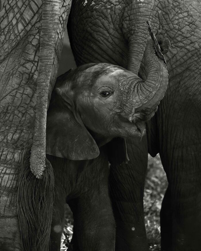 The Only Appropriate Reaction To These 115 Cute Baby Animal Pics Is “Aww” The Only Appropriate Reaction To These 115 Cute Baby Animal Pics Is “Aww”
