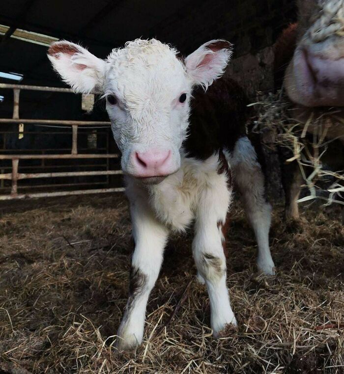 The Only Appropriate Reaction To These 115 Cute Baby Animal Pics Is “Aww” The Only Appropriate Reaction To These 115 Cute Baby Animal Pics Is “Aww”
