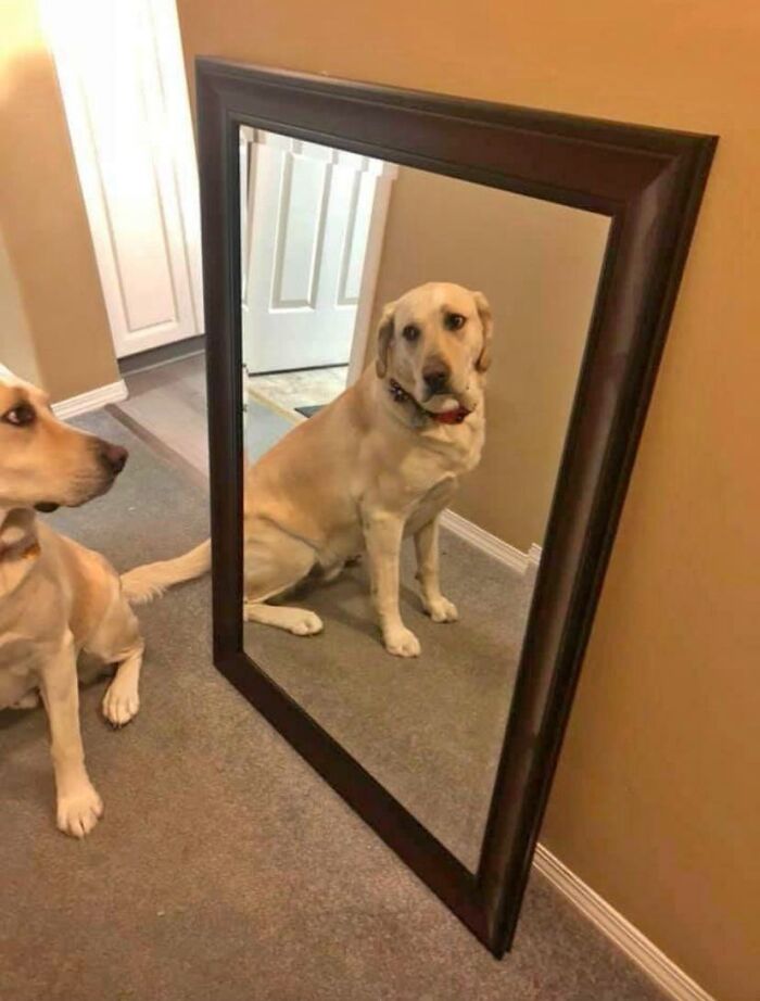 82 Hilarious Times People Tried To Sell A Mirror, But It Was Really The Reflection That Sold It (New Pics) 82 Hilarious Times People Tried To Sell A Mirror, But It Was Really The Reflection That Sold It (New Pics)