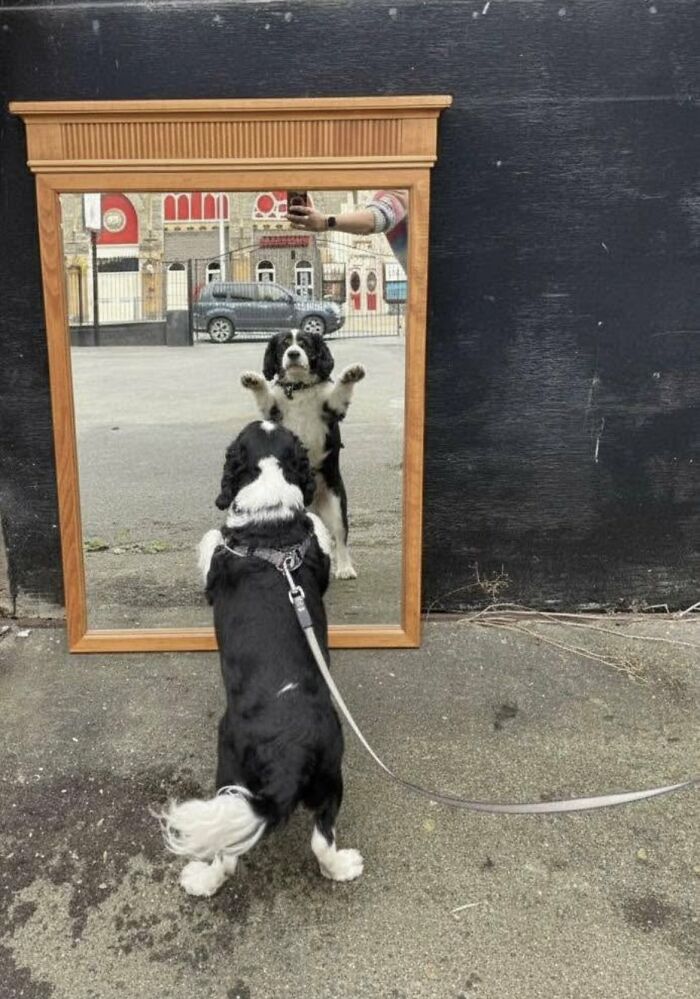 82 Hilarious Times People Tried To Sell A Mirror, But It Was Really The Reflection That Sold It (New Pics) 82 Hilarious Times People Tried To Sell A Mirror, But It Was Really The Reflection That Sold It (New Pics)