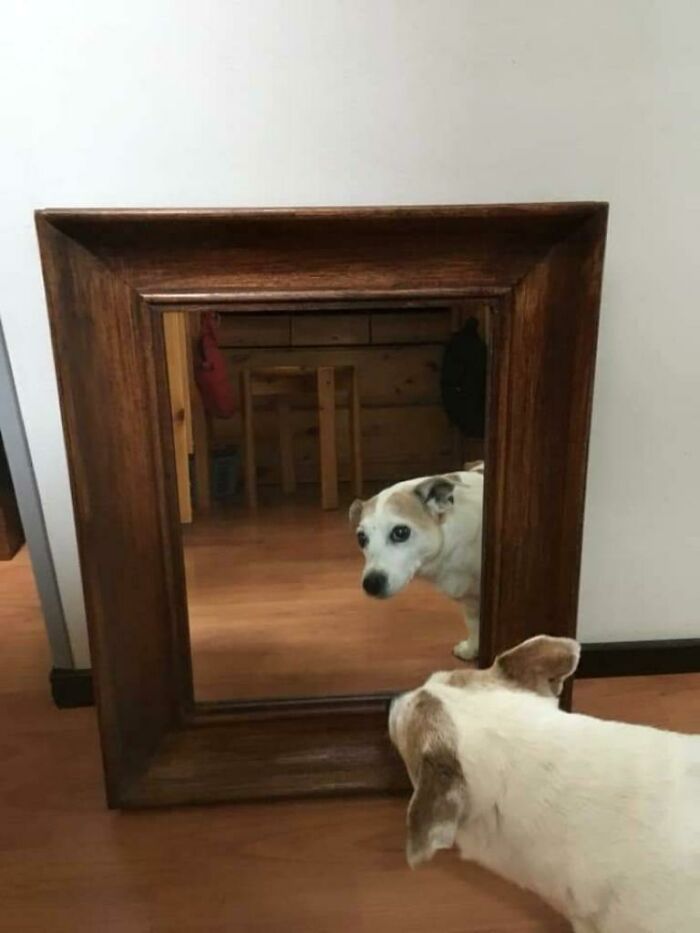 82 Hilarious Times People Tried To Sell A Mirror, But It Was Really The Reflection That Sold It (New Pics) 82 Hilarious Times People Tried To Sell A Mirror, But It Was Really The Reflection That Sold It (New Pics)